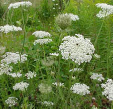 Queen Anne's Lace