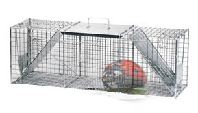 Ladybug in Hav-a-hart trap