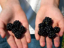 Blackberries in hand