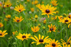 Black-Eyed Susan