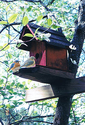 Bluebirds and Birdhouse