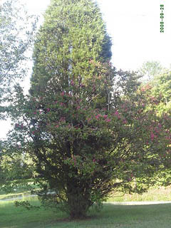 Crepe myrtle growing in a red cedar tree