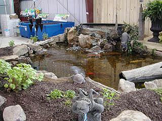 Fish Pond in store