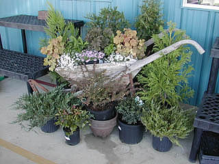 Wheel Barrow Planter