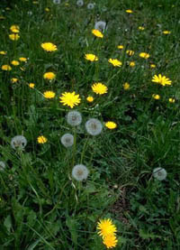 Dandelions in a field