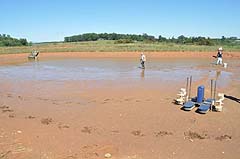 Prawn Pond Drained for Harvest