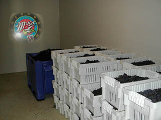 Cold Storage