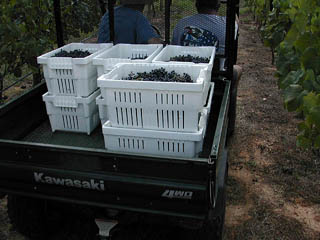 Hauling Lugs full of grapes
