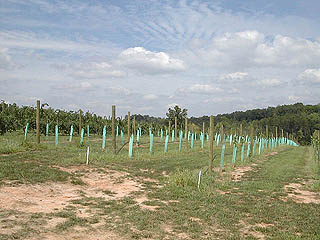 New Vineyards