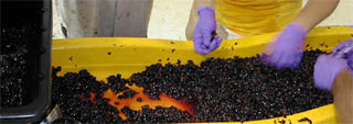 Sorting grapes