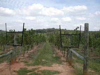 Vineyard Rows