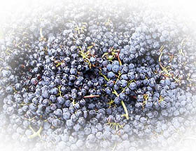Wine Grapes