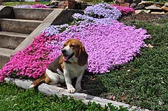 Beagle in a Flower Bed