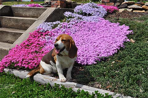 Ruby Needs a Home - Click for a better look