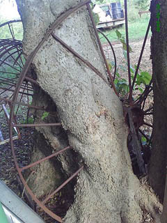 Tree growing through wheel of an old rake