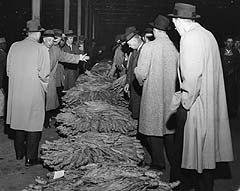 Tobacco Auction Circa 1959