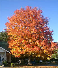 Tree in red and yellow fall colors