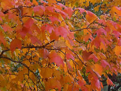 Red maple leaves